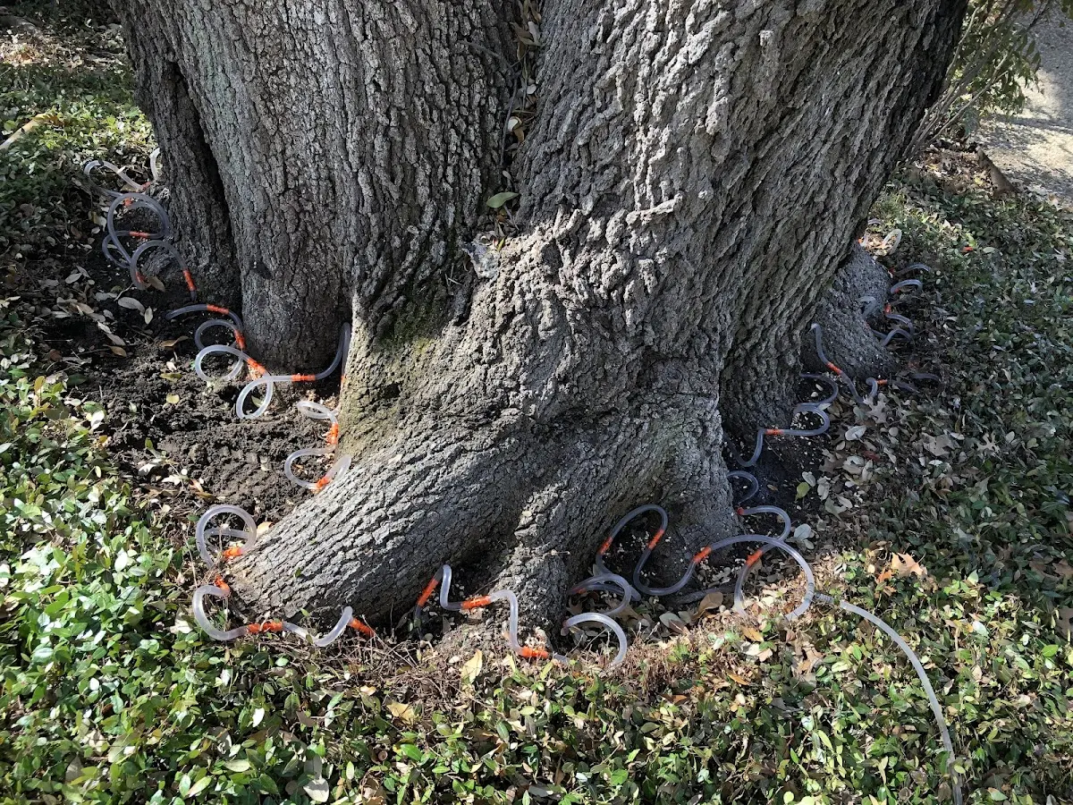 Detailed Shrub and Hedge Trimming job site in Salado